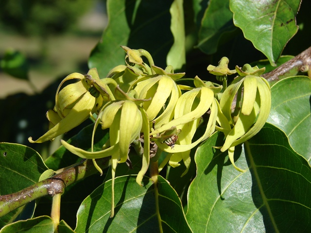 Ylang Ylang